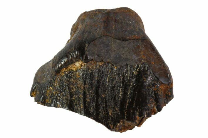 Fossil Ankylosaur Tooth - Montana #108125